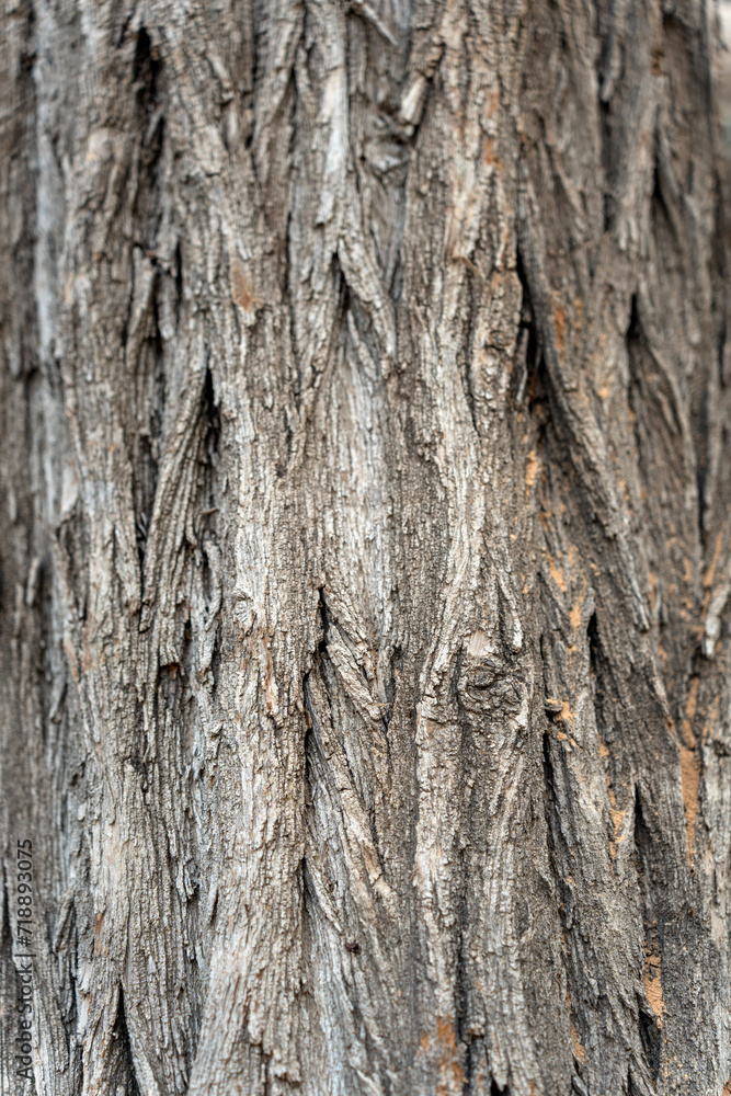 Wood texture of cut natural trees for fireplace Wood texture of cut natural trees for fireplace