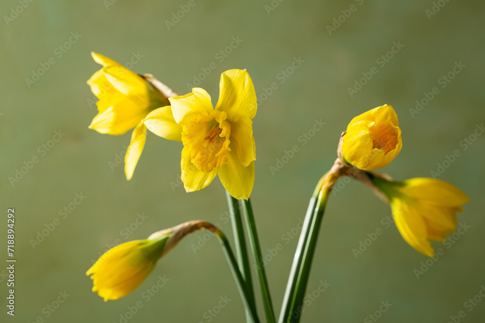 Close up of yellow spring narcissus flowers on green surface Close up of yellow spring narcissus flowers on green surface