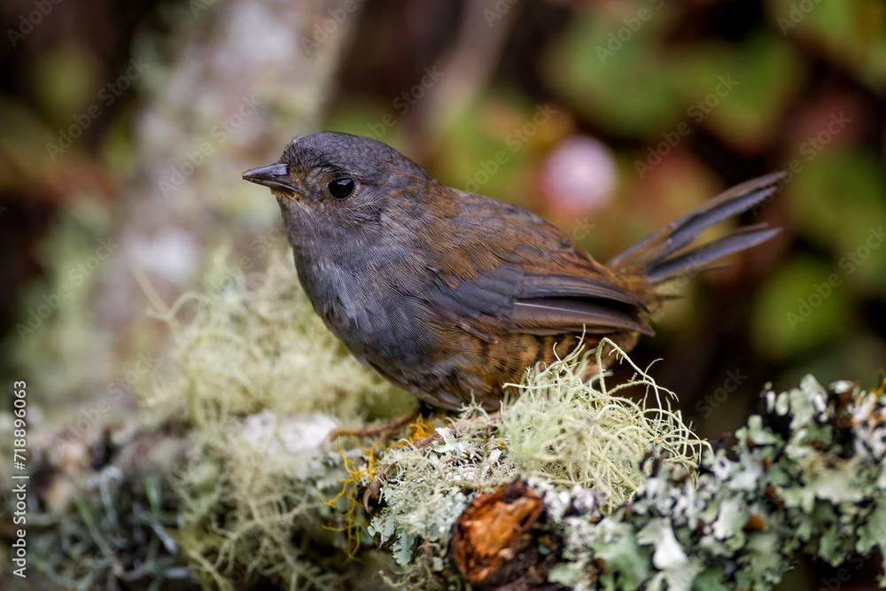Rock tapaculo (Scytalopus petrophilus) Rock tapaculo (Scytalopus petrophilus)