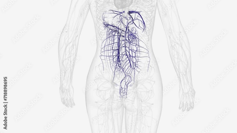Veins of the systemic circulation are derived from the cardinal veins . Veins of the systemic circulation are derived from the cardinal veins .