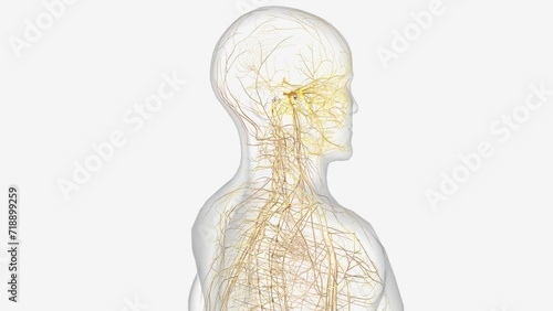 Cranial Nerves I, olfactory, The olfactory nerve carries impulses for the sense of smell .