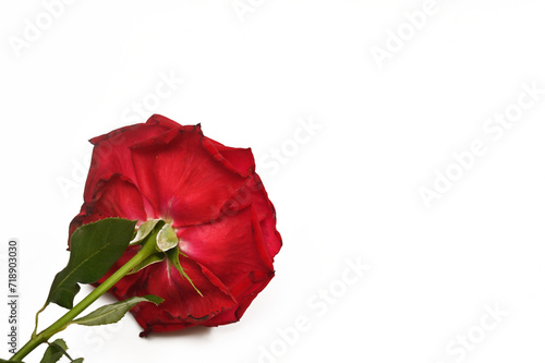 a red rose in close-up on a white background. banner
