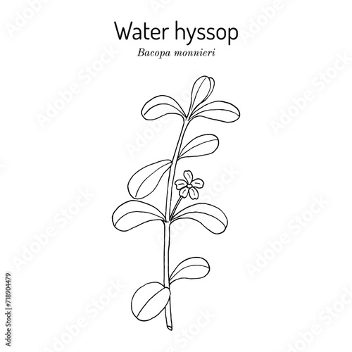 Brahmi (Bacopa monnieri ) or waterhyssop, medicinal plant.