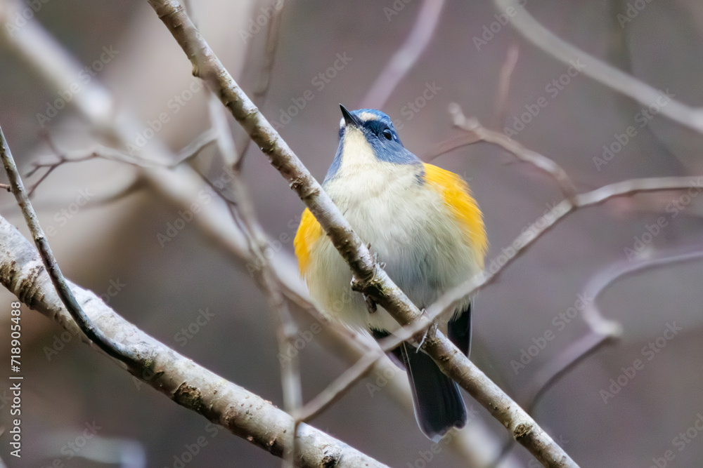 Fototapeta premium 幸せの青い鳥、可愛いルリビタキ(ヒタキ科)。日本国神奈川県にて。 2023年冬撮影。