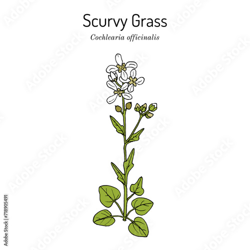 Scurvy Grass (Cochlearia officinalis), medicinal plant