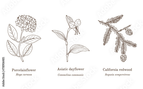 Collection of edible and medicinal plants