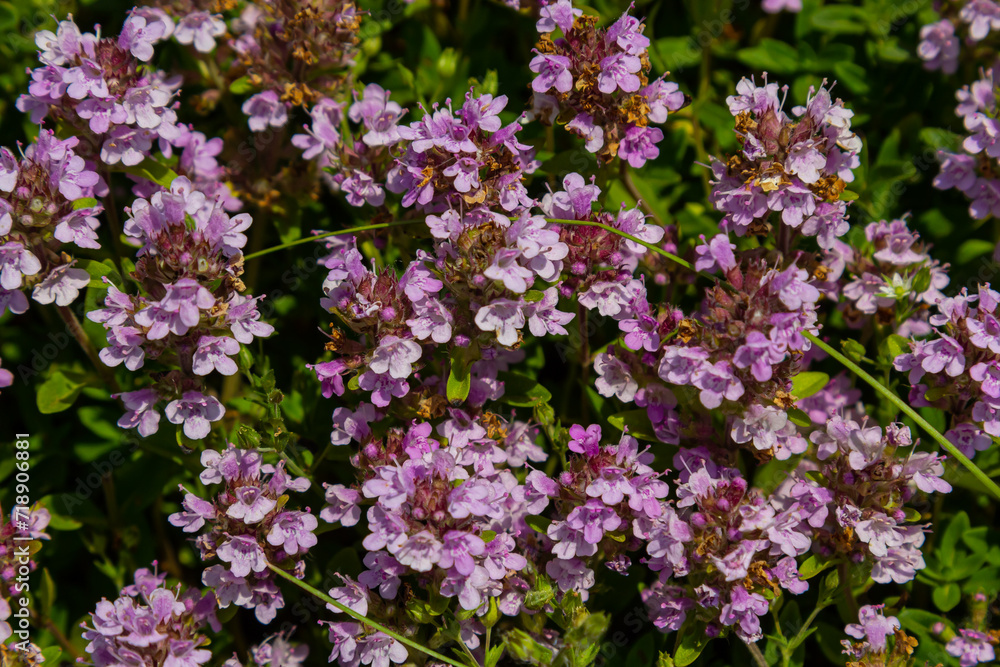 Blossoming fragrant Thymus serpyllum, Breckland wild thyme, creeping thyme, or elfin thyme close-up, macro photo. Beautiful food and medicinal plant in the field in the sunny day Blossoming fragrant Thymus serpyllum, Breckland wild thyme, creeping thyme, or elfin thyme close-up, macro photo. Beautiful food and medicinal plant in the field in the sunny day