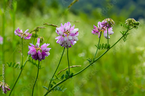 Securigera varia or Coronilla varia, commonly known as crownvetch or purple crown vetch photo