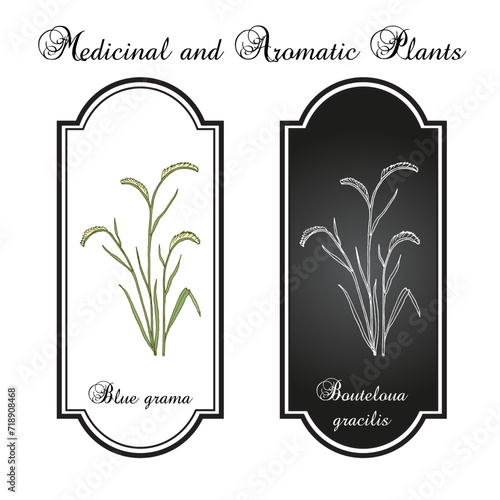Blue grama (Bouteloua gracilis), state grass of New Mexico and Colorado. Hand drawn botanical vector illustration
