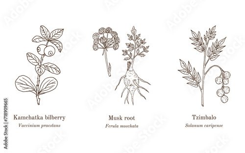 Collection of edible and medicinal plants