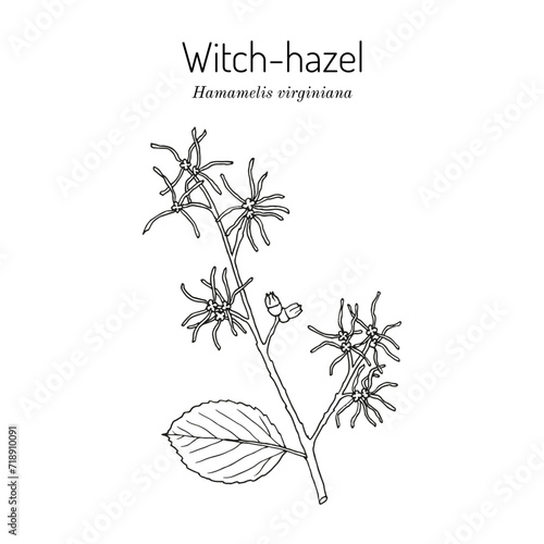 Branch of a witch hazel, medicinal plant