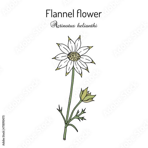 Flannel flower (Actinotus helianthi), native plant of Australia photo