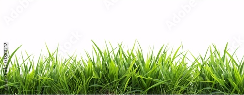 fresh grass on white background with copy space 