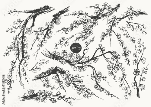 Hand drawn ink brush painting of spring blooming sakura tree branches with flowers