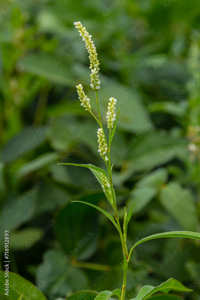 Weed Persicaria lapathifolia grows in a field among agricultural crops Weed Persicaria lapathifolia grows in a field among agricultural crops