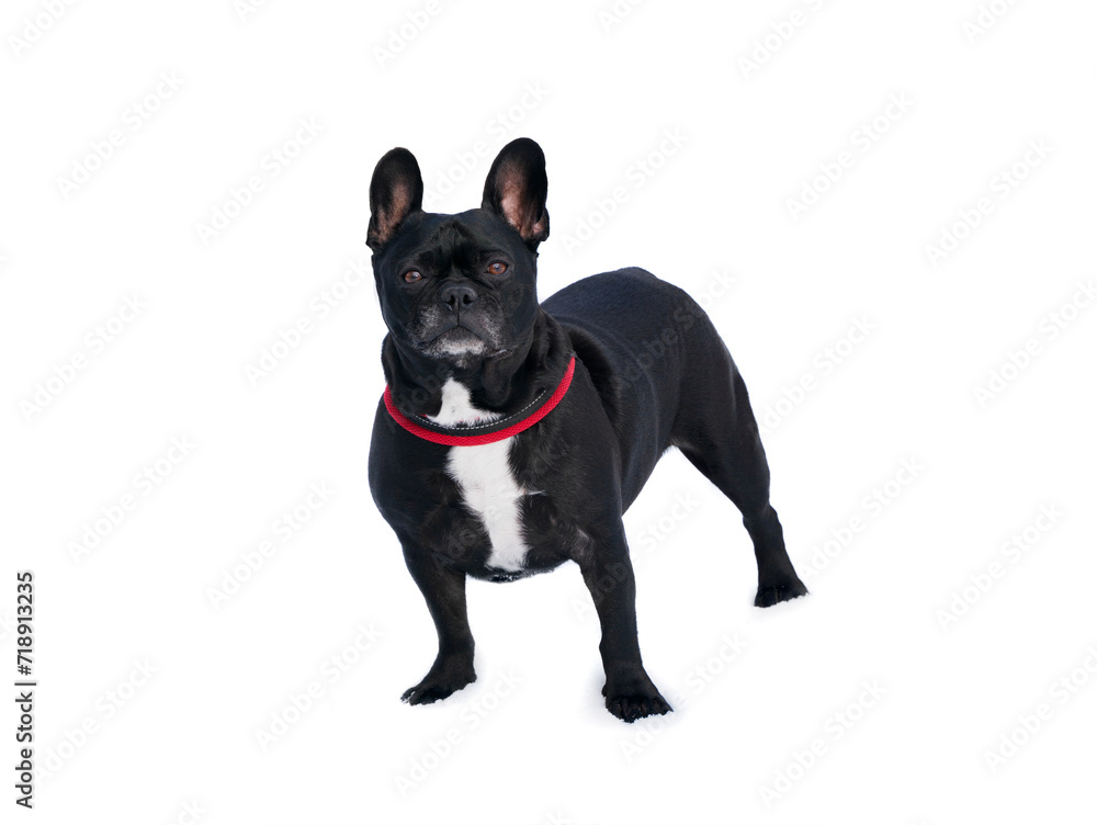 french bulldog with a red collar standing in the snow isolated on a white background