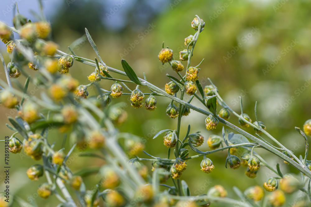 Wormwood green grey leaves with beautiful yellow flowers. Artemisia absinthium absinthium, absinthe wormwood flowering plant, closeup macro Wormwood green grey leaves with beautiful yellow flowers. Artemisia absinthium absinthium, absinthe wormwood flowering plant, closeup macro