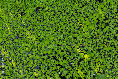 Duckweed - Cultivation of duckweed. Lemna trisulca photo