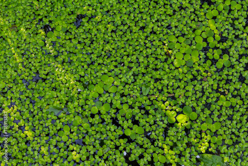 Foto Duckweed - Cultivation of duckweed. Lemna trisulca