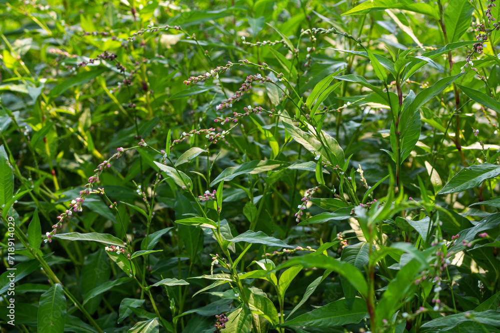 Weed Persicaria lapathifolia grows in a field among agricultural crops Weed Persicaria lapathifolia grows in a field among agricultural crops