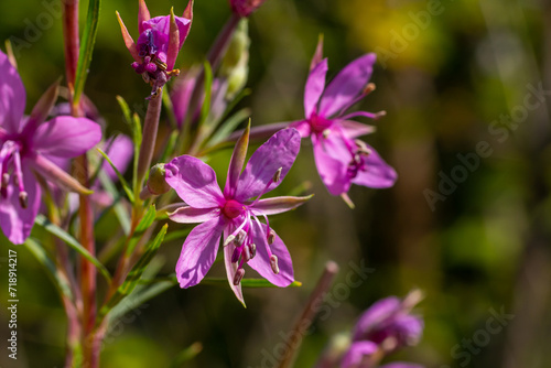 Pink Flowering Chamerion Dodonaei Alpine Willowherb Plant