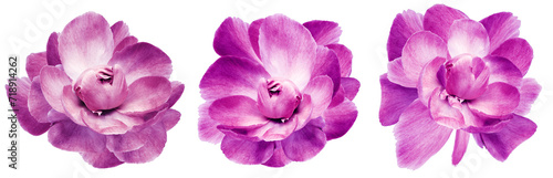 Set purple peonies flowers on white isolated background with clipping path. Closeup.. Transparent background. Nature.