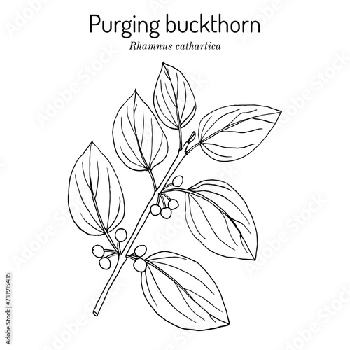 European, or purging buckthorn (Rhamnus cathartica), medicinal plant