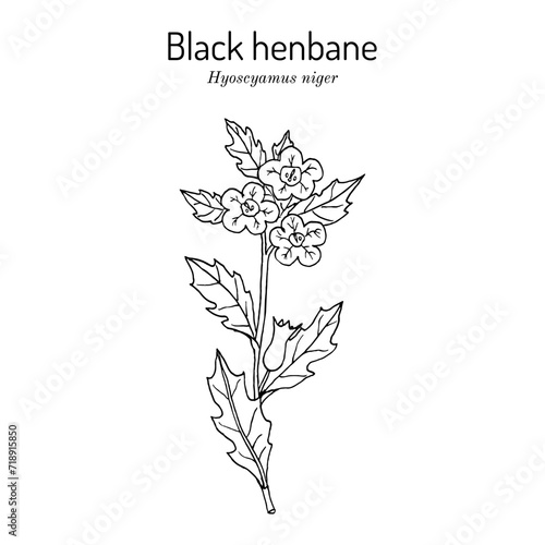 Black Henbane  or stinking nightshade  Hyoscyamus niger   medicinal plant