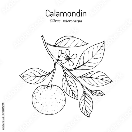 Calamondin, or Philippine lime edible and medicinal plant.
