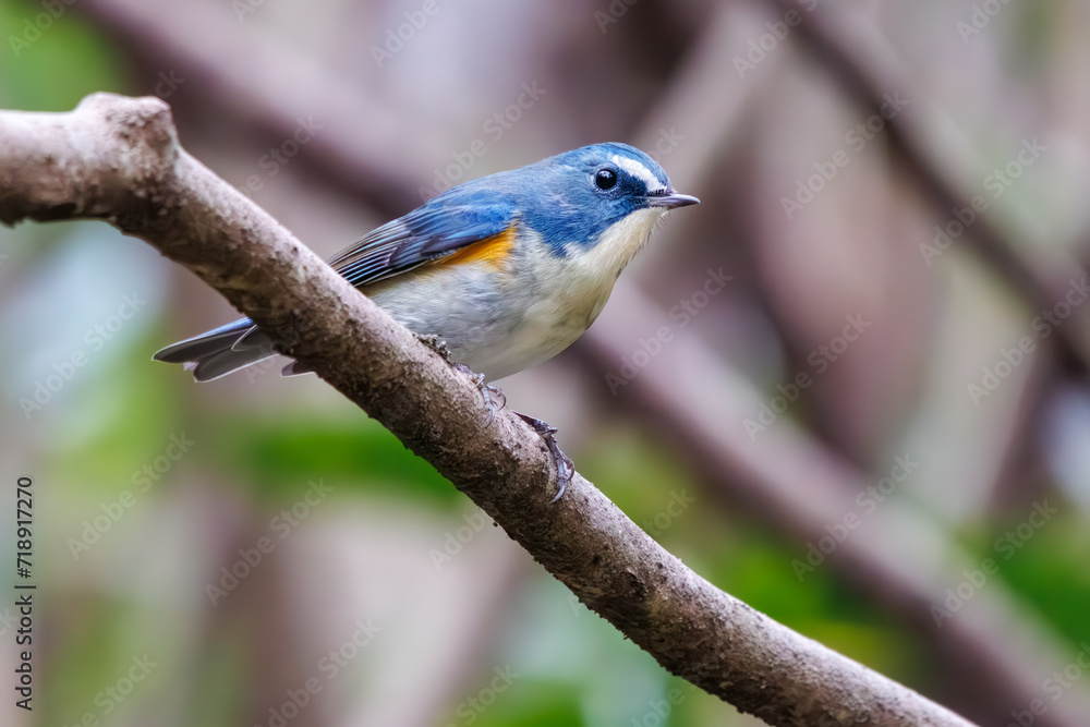 Fototapeta premium 幸せの青い鳥、可愛いルリビタキ（ヒタキ科）。日本国神奈川県にて。 2023年冬撮影。 