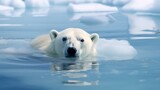 Polar bear on ice contributing to healthy ecosystems , Polar bear on ice, healthy ecosystems, ice