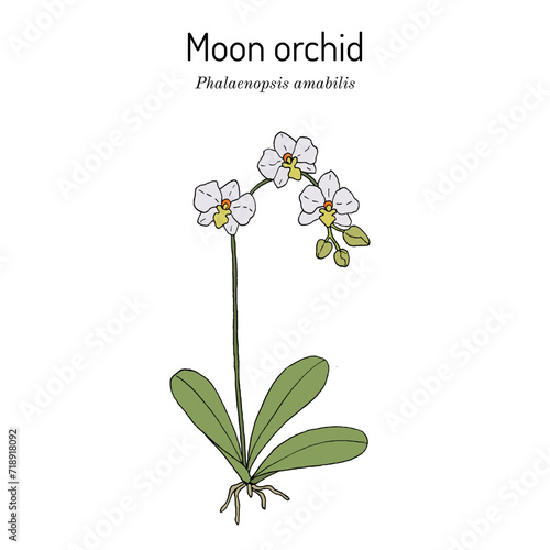 Moon orchid (Phalaenopsis amabilis), ornamental plant
