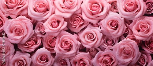 pink roses background wallpaper © IgnacioJulian