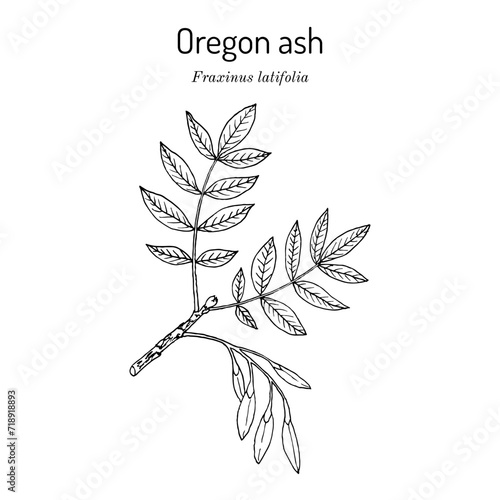 Oregon ash (Fraxinus latifolia), medicinal plant