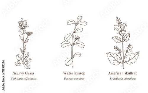 Collection of edible and medicinal plants