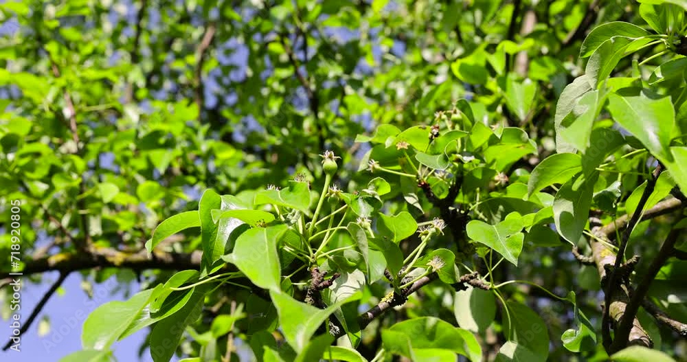 green foliage of a pear in close-up against a blue sky, green foliage of a pear in an orchard after flowering green foliage of a pear in close-up against a blue sky, green foliage of a pear in an orchard after flowering