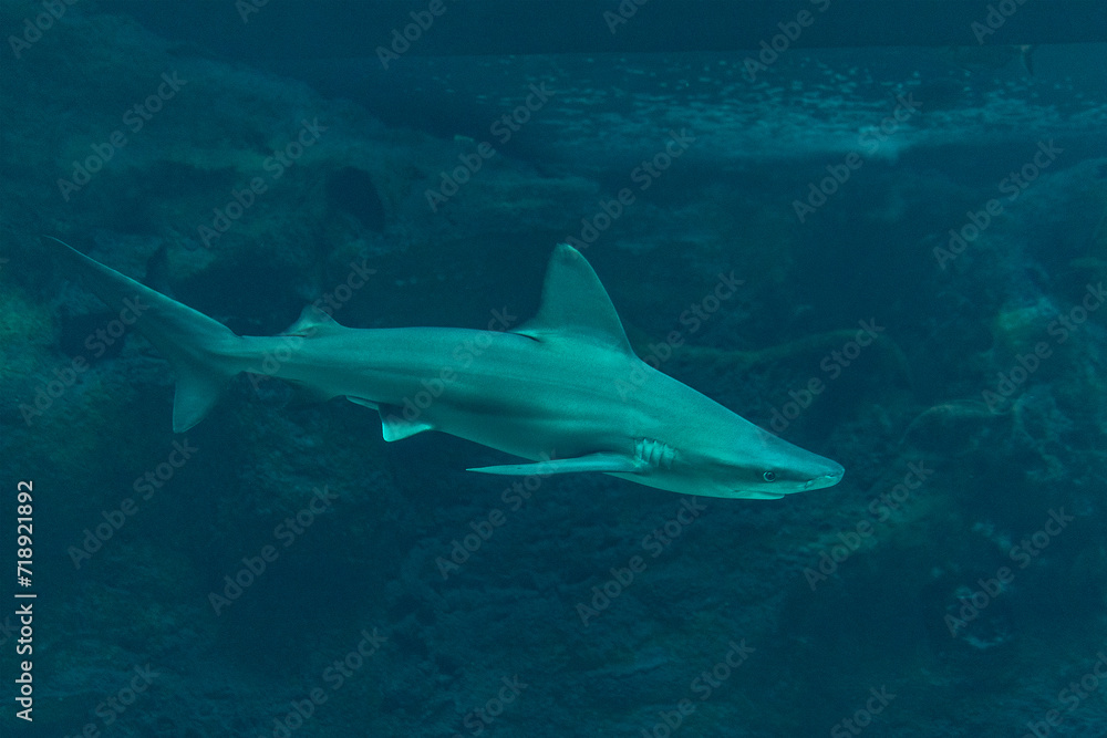 Obraz premium Silvertip shark swimming in deep sea aquarium.
