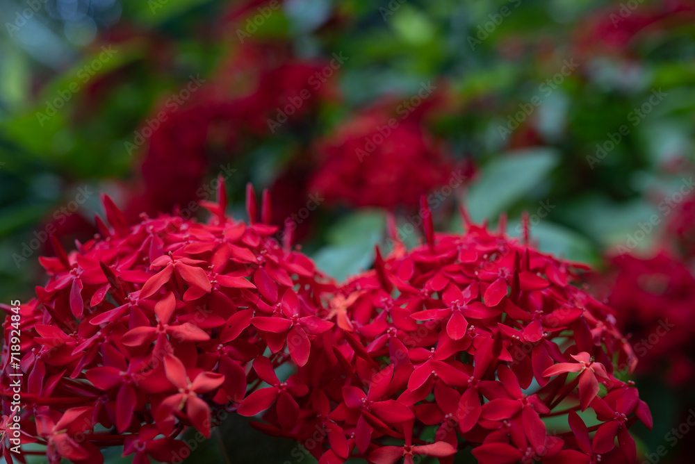 Red flowers on green leaves background. West Indian jasmine or ixora Red flowers on green leaves background. West Indian jasmine or ixora