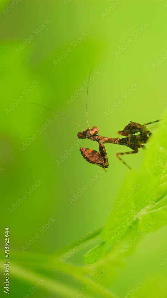 macro image of a Moss Mantis (Haania confusa)
