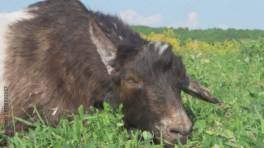 portrait of sleeping male goat at grass pasture at summer day. close up portrait of sleeping male goat at grass pasture at summer day. close up