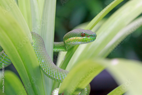 Trimeresurus insularis, pit viper snake on the leaf photo