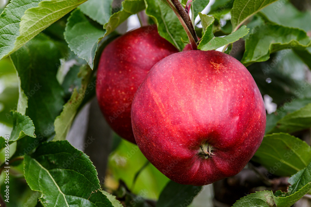 Red apples on a tree.Ripe Apples in the Apple Orchard before Harvesting. Apple orchard. Basket of Apples.Morning shot Red apples on a tree.Ripe Apples in the Apple Orchard before Harvesting. Apple orchard. Basket of Apples.Morning shot