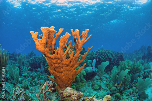 staghorn coral ,Acropora cervicornis photo