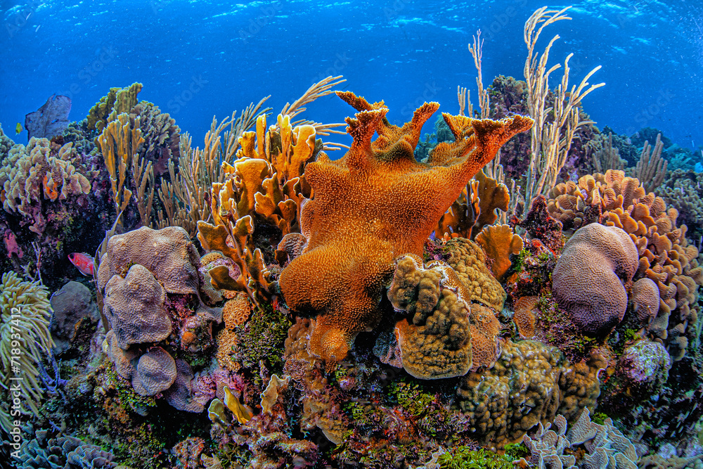 Fototapeta premium Caribbean coral garden