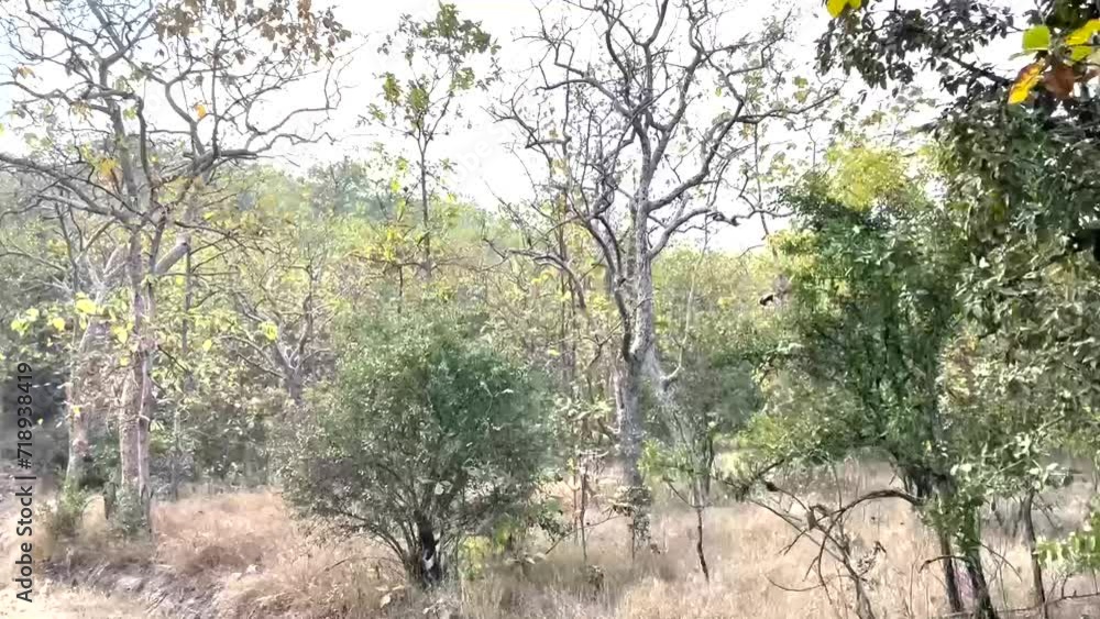path in the woods Tipeshwar Wildlife Sanctuary india path in the woods Tipeshwar Wildlife Sanctuary india