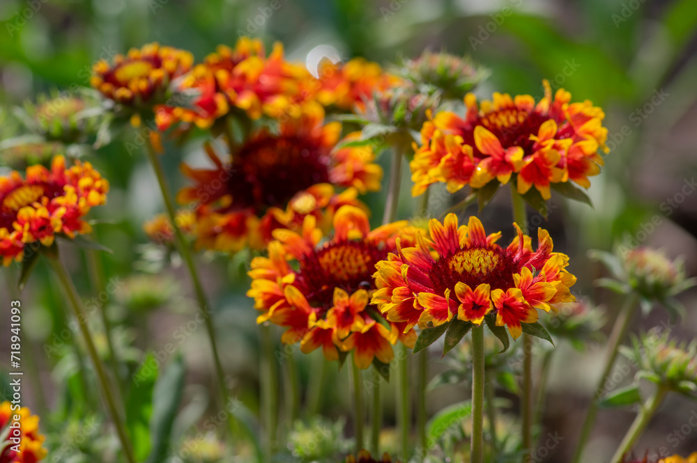 Gaillardia aristata red yellow flower in bloom, common blanketflower flowering plant, group of petal flowers Gaillardia aristata red yellow flower in bloom, common blanketflower flowering plant, group of petal flowers