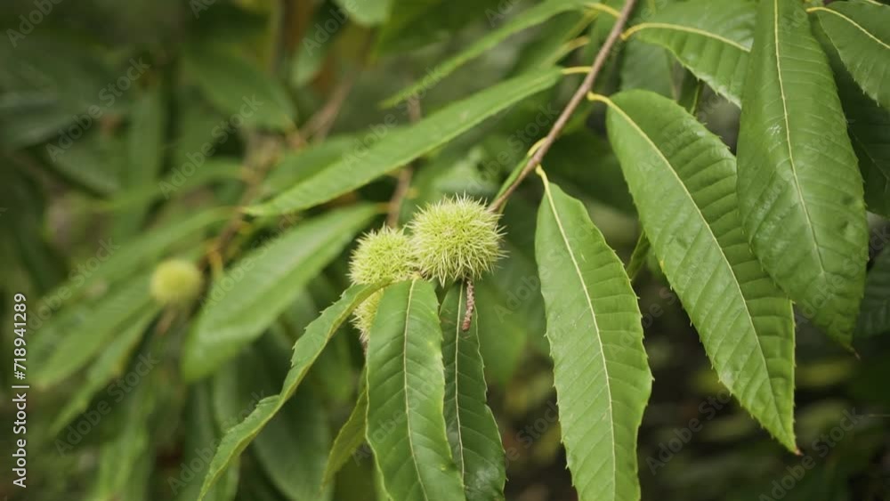A close-up of fresh, green chestnut leaves and spiky chestnut fruit, still on the tree. The leaves have a vibrant green color and a healthy sheen, with the fruit showing its characteristic prickly A close-up of fresh, green chestnut leaves and spiky chestnut fruit, still on the tree. The leaves have a vibrant green color and a healthy sheen, with the fruit showing its characteristic prickly