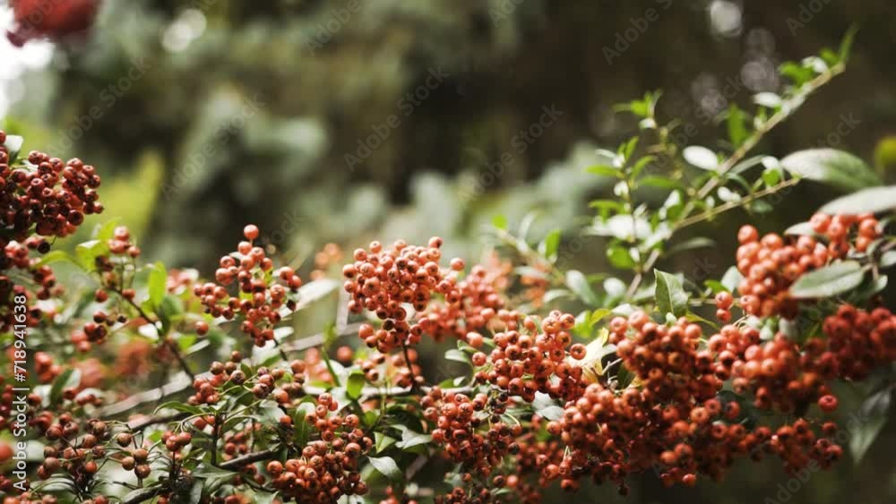Close-up of clusters of vibrant orange berries on a bush with a mix of green leaves and a single dried leaf, suggesting the change of seasons. The berries are highlighted by the soft, dappled light Close-up of clusters of vibrant orange berries on a bush with a mix of green leaves and a single dried leaf, suggesting the change of seasons. The berries are highlighted by the soft, dappled light
