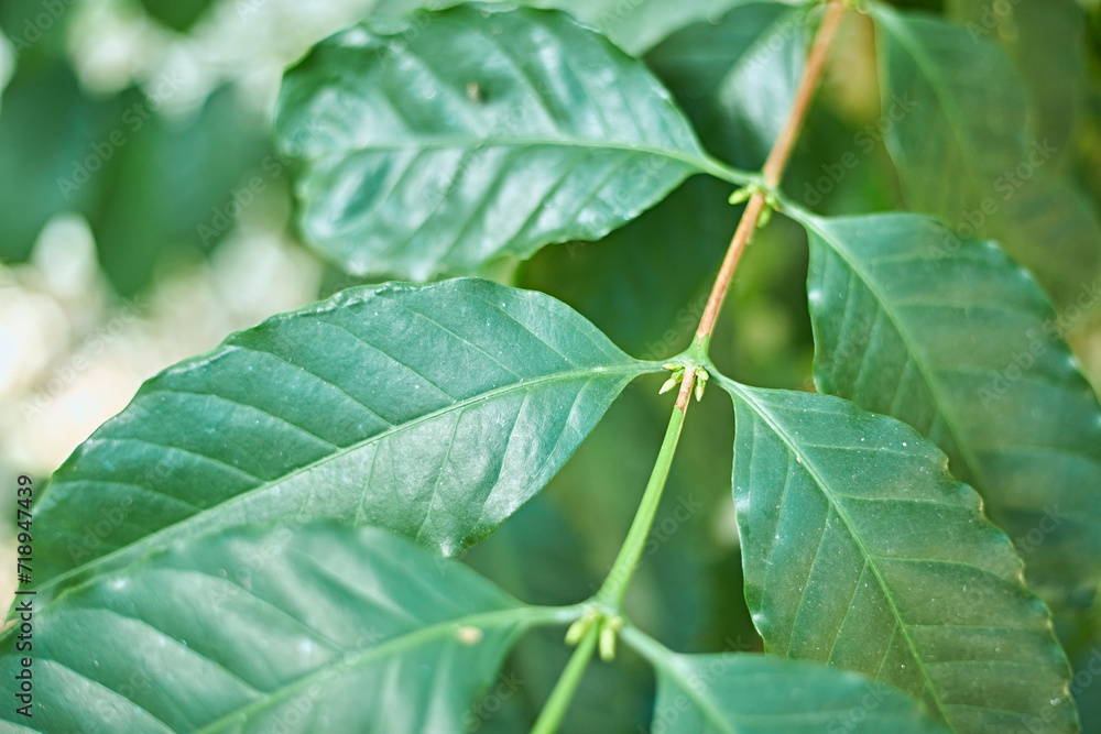 Coffee tree in coffee plantation on the mountain Coffee tree in coffee plantation on the mountain