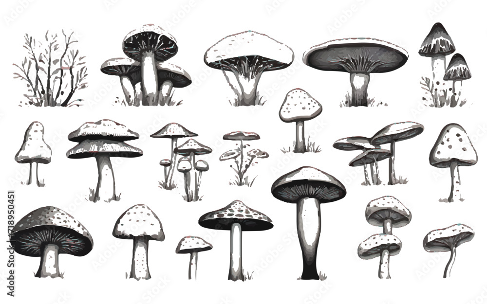 set of mushrooms isolated